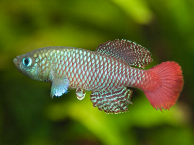 Nothobranchius palmqvisti Nothobranchius palmqvisti